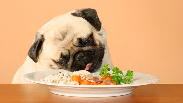 Perro comiendo comida vegana.