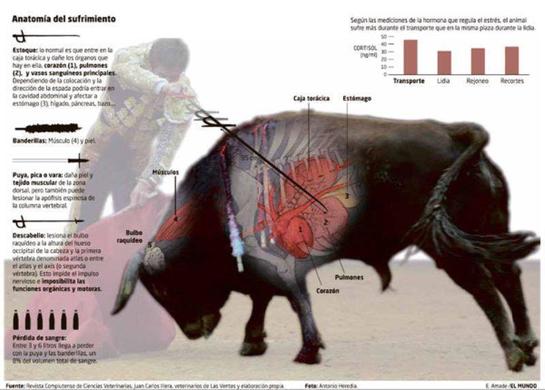 Anatomía del sufrimiento del toro de lidia.