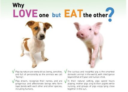 ¿Por qué amar a uno y comernos al otro?