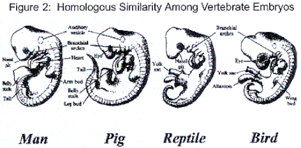 Similitud entre embriones de vertebrados de distintas especies.