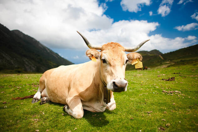 Vaca asturiana feliz